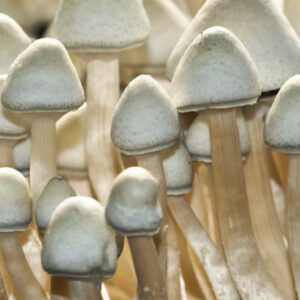 A Plus Albino Cubensis mushrooms