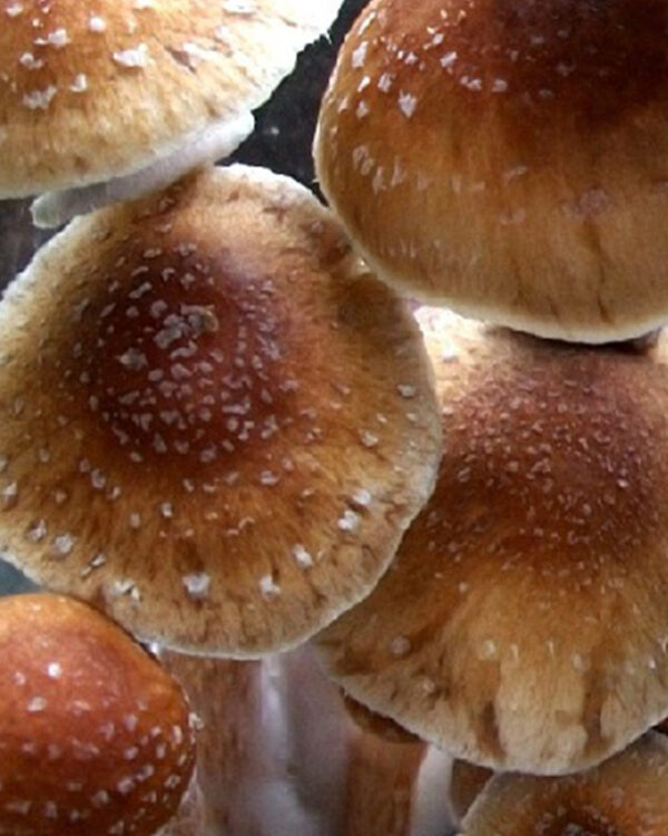 A Strain mushrooms