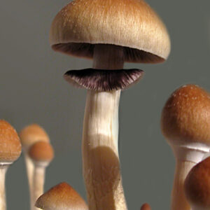 Amazonian mushrooms