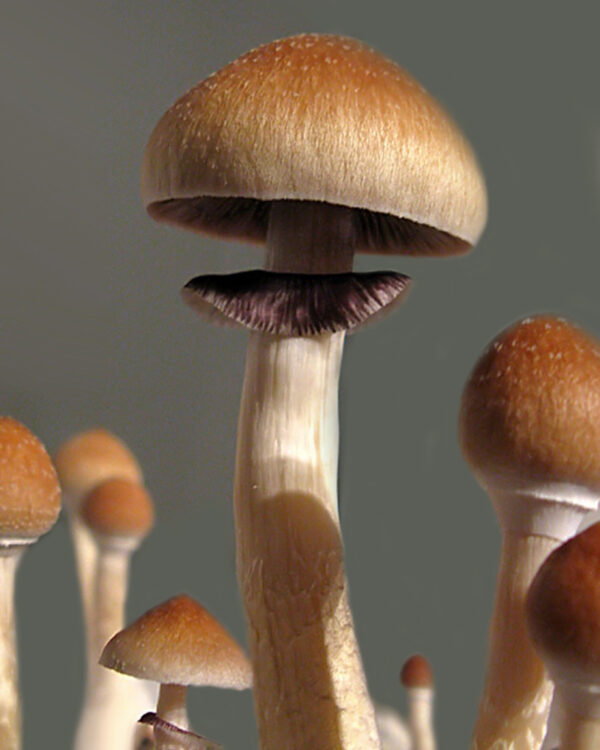 Amazonian mushrooms