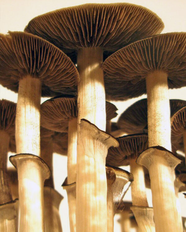 B Plus Psilocybe mushrooms