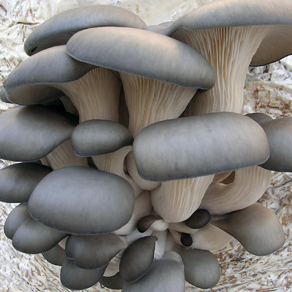 Beautiful Blue Oyster mushrooms growing from a bag, with long gills running down their stems and curved caps