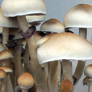 Cambodian mushrooms