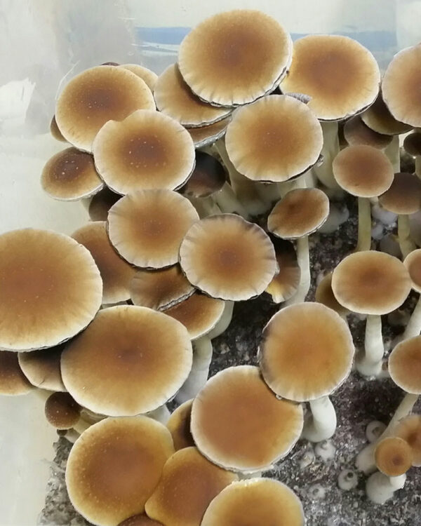 Costa Rican mushrooms
