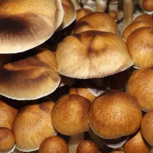 Escondido mushrooms