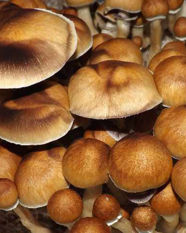 Escondido mushrooms
