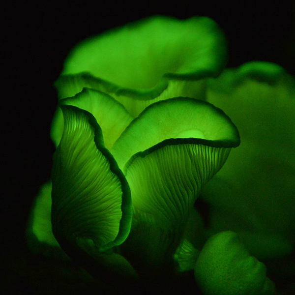 Bioluminescent ghost fungus background