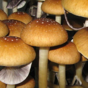 Golden Teacher Psilocybe Cubensis mushrooms