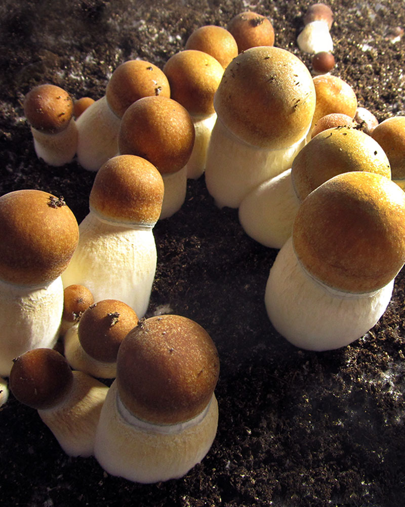 Penis Envy Uncut mushroom spores