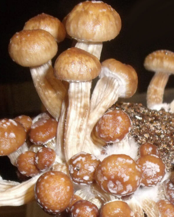 Psylocybe Fanaticus mushrooms growing on PF Tek