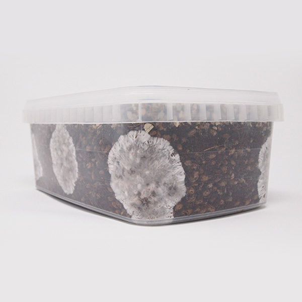 special grow kit with mycelium growing in the corner
