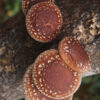 Shiitake mushroom with white dots on their golden brown caps growing on a tree branch in the wild