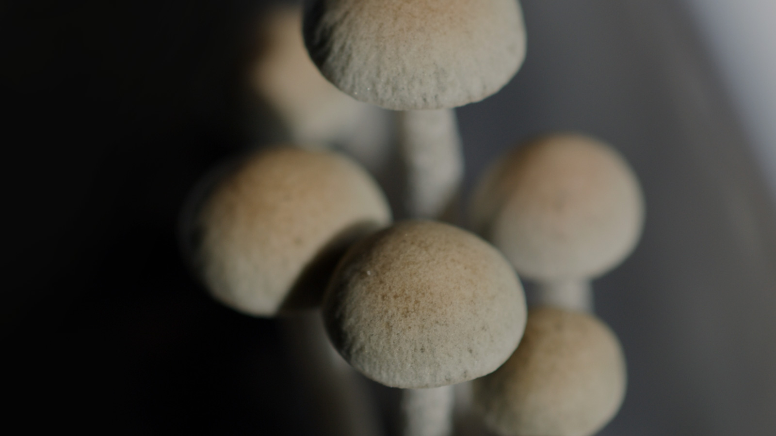 close up photo of six mushrooms