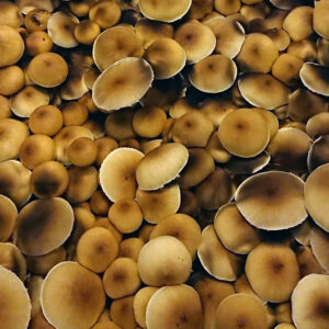 lots of Treasure Coast mushrooms