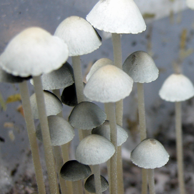 Panaeolus Cyanescens: TTBVI