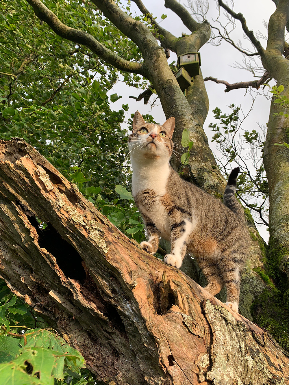 clive the cat in a tree