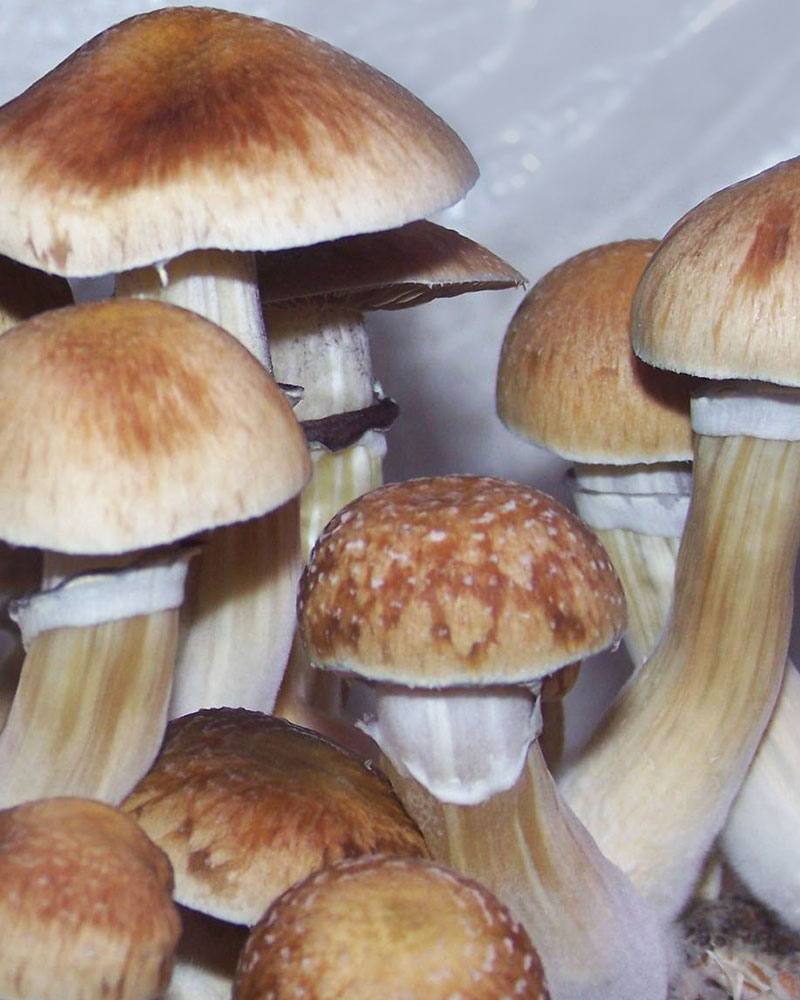 Psilocybe Cubensis (12mL syr.) - B+