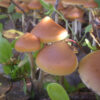 azurescens mushrooms