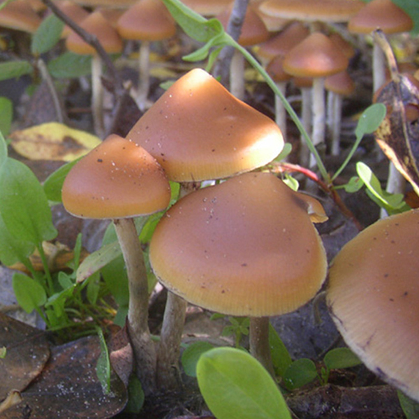 Psilocybe Azurescens