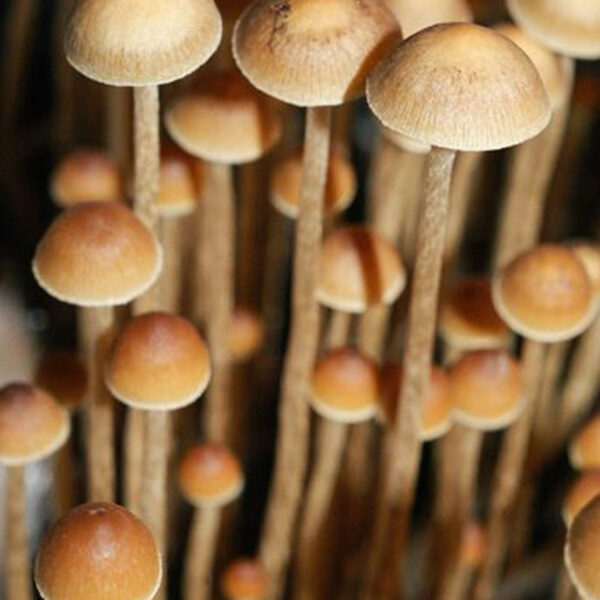 tampanensis mushrooms