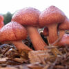 gymnopilus mushrooms