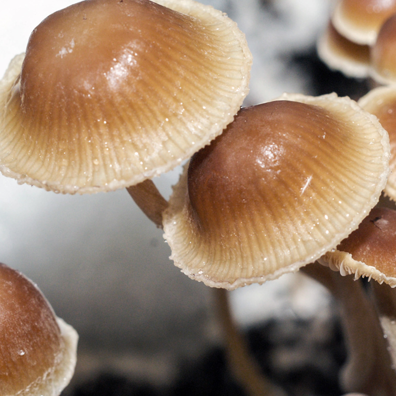 Psilocybe Mexicana Jalisco Spores