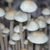 pan cyan mushrooms