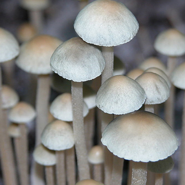 Panaeolus Cyanescens MIB