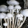 combodginiensis mushrooms