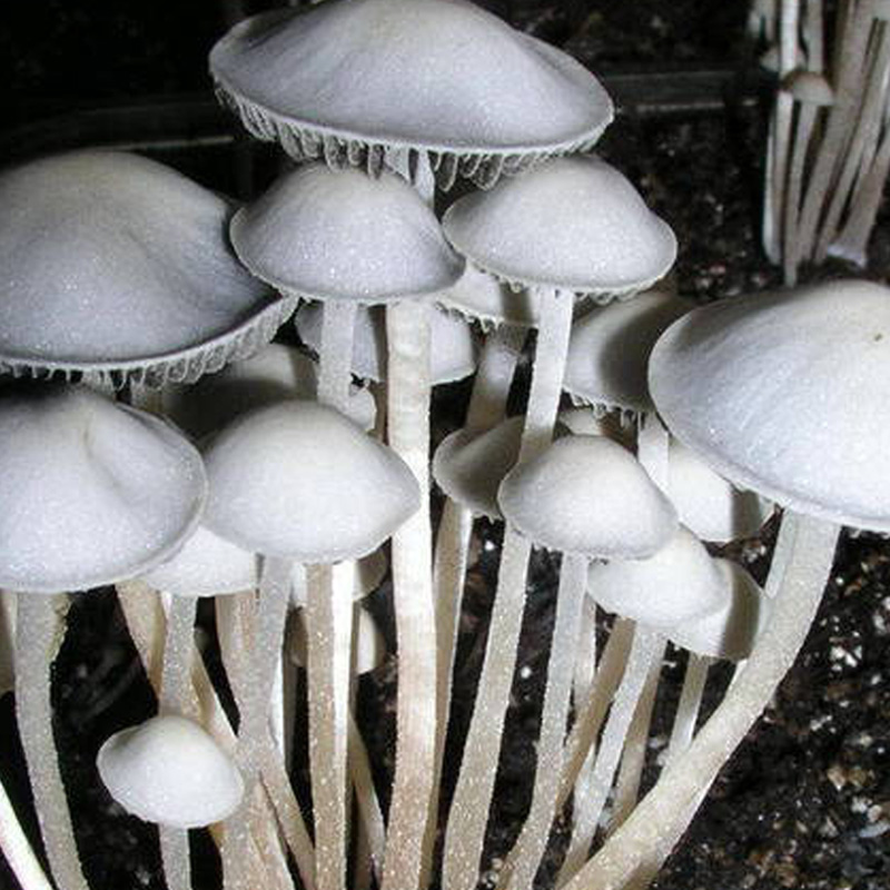 Panaeolus Cyanescens