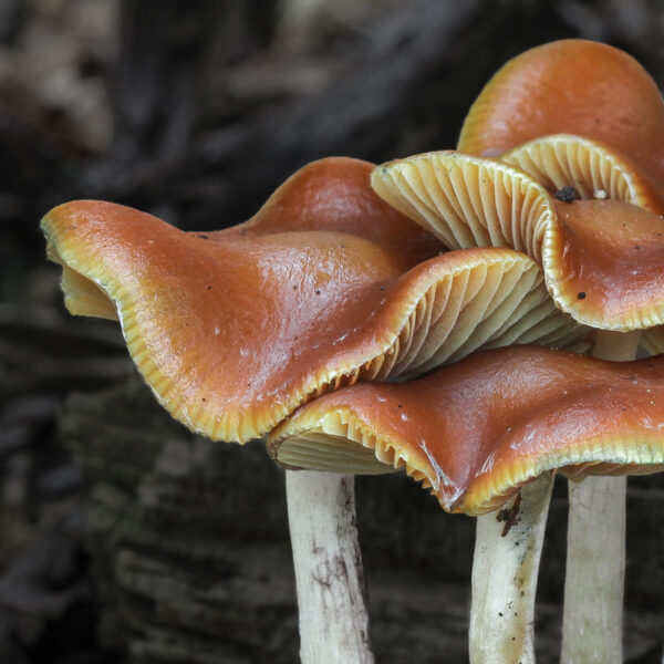 psilocybe cyanescens mushrooms