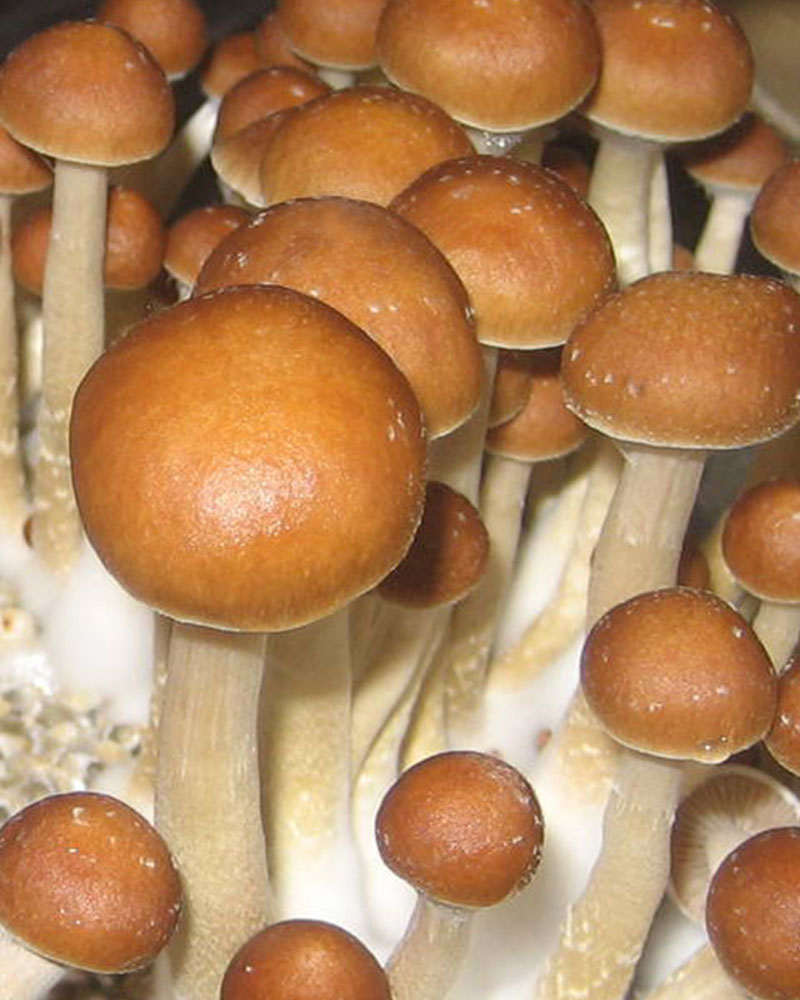 Psilocybe Cubensis (12mL syr.) - McKennaii