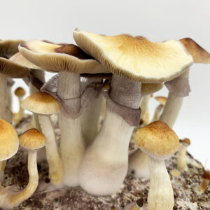 monobox mushroom grow kit producing lots of thick mushrooms