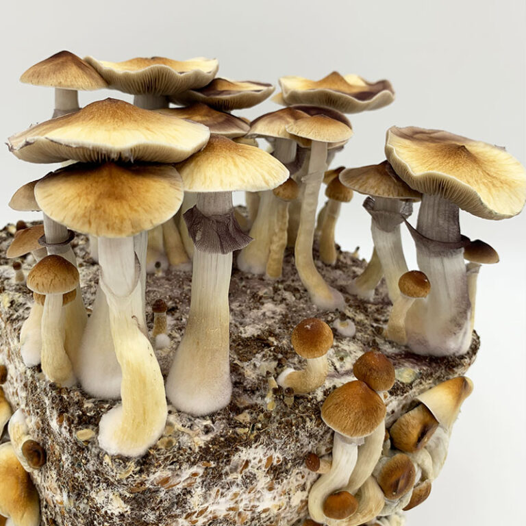 The MonoBox Mushroom Grow Kit Cylocybe.co.uk