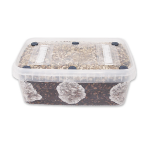 Cylocybe Special MycoBox Grow Kit; A plastic container filled with a substrate mix suitable for growing mushrooms, with white filter strips and rubber ports on the lid