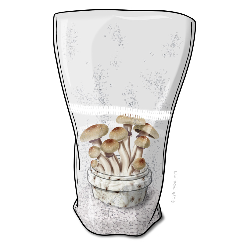 Mushroom fruiting from a pot