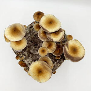 top view of large mushrooms on grow kit
