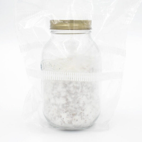 colonised rye grain spawn in glass jar