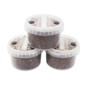 three round plastic containers filled with a substrate for mushroom growing