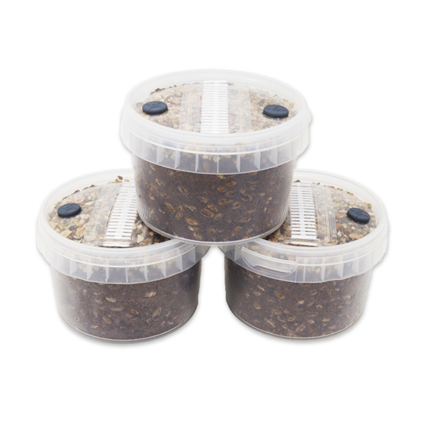 three round plastic containers filled with a substrate for mushroom growing