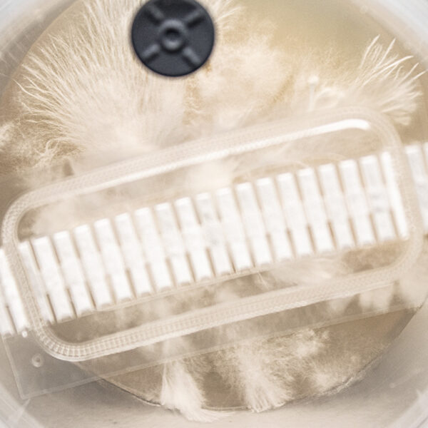 mushroom mycelium growing in an agarpot