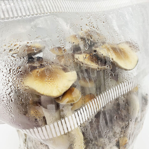 MonoBox XL Grow Kit fruiting mushrooms inside tent