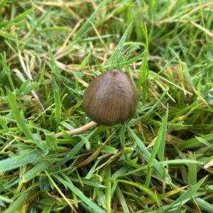 Psilocybe semilanceata liberty cap mushroom growing in grass