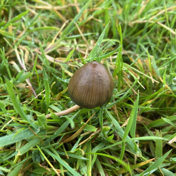 Psilocybe semilanceata liberty cap mushroom growing in grass