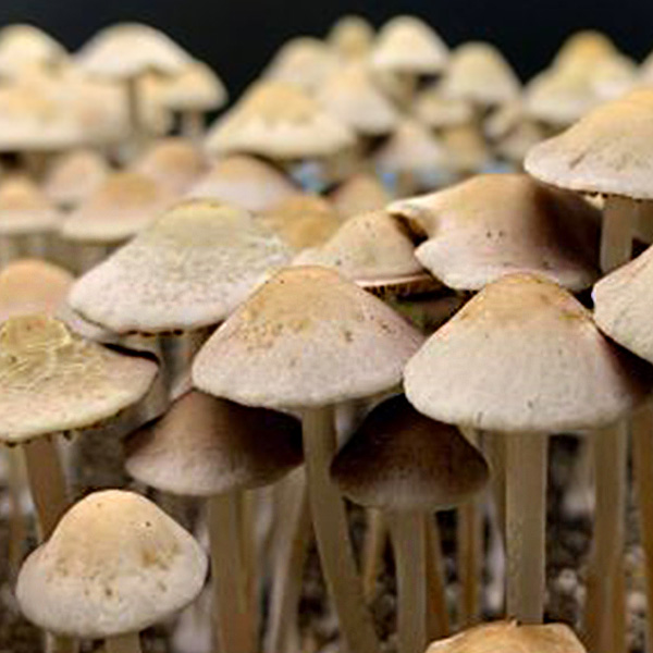 Panaeolus NecD mushrooms