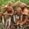 psilocybe cyanescens mushrooms growing in a field