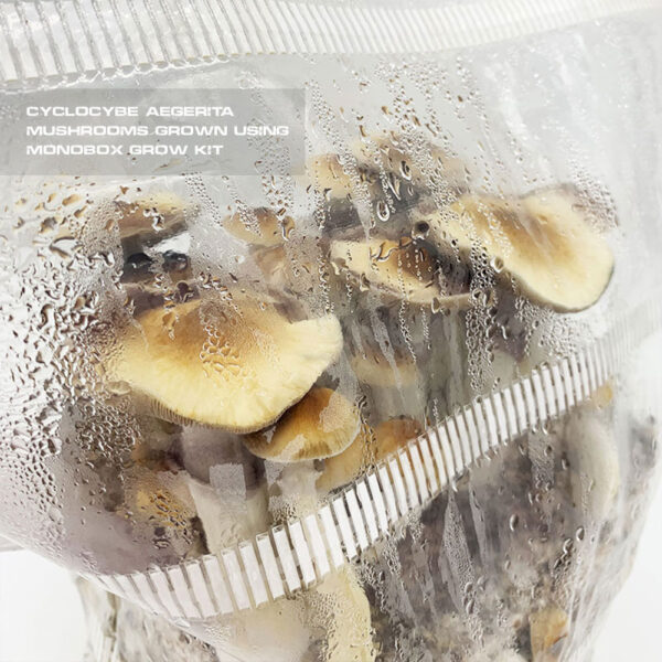 Cyclocybe Aegerita mushrooms growing on our MonoBox grow kit