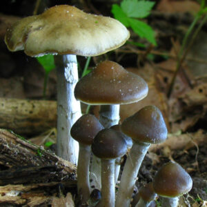 psilocybe ovoideocystidiata mushrooms growing in the wild