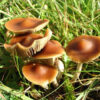 psilocybe subaeruginosa mushroom growing in grass