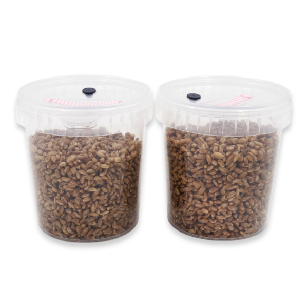 Sterile Grain SpawnTubs; two plastic containers filled with sterilised grains to be used for mushroom cultivation